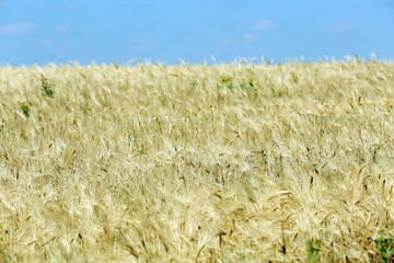 Canvas Print - Beautiful summer field