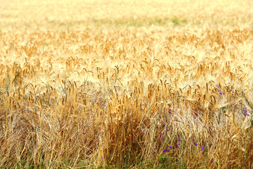 Canvas Print - Beautiful summer field