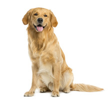 Golden Retriever Sitting In Front Of A White Background