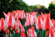 tulipany biało-czerwone miniaturki