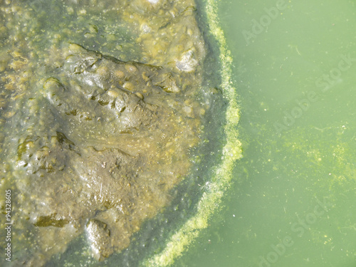 Fotografia, Obraz Swamp with organic pollution due to lack of oxygen