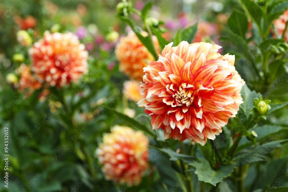 Beautiful chrysanthemum flowers, close-up, outdoors