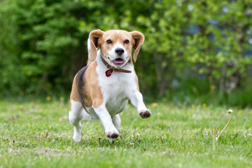 Wall Mural - Beagle dog running outdoors in nature