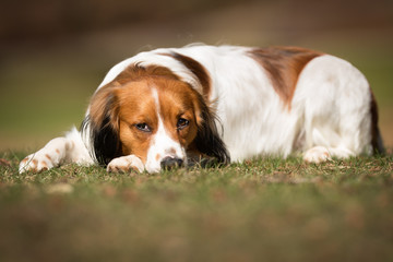 Wall Mural - Kooikerhondje dog outdoors in nature