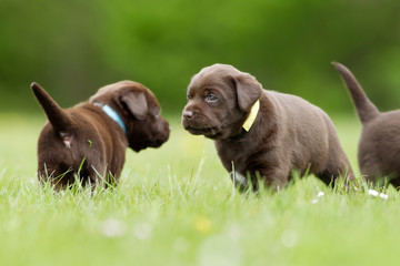 Sticker - Brown labrador retriever puppies