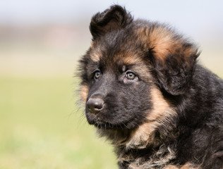 Sticker - German Shepherd Puppy