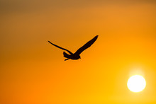 Bird Portrait Flying Silouette Towards Sun