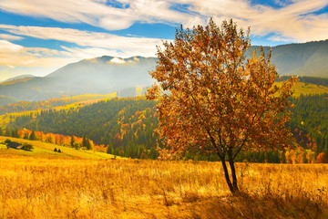 Wall Mural - Tree in autumn countryside