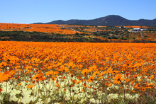 Carpet Of Orange Daisies, Namaqualand