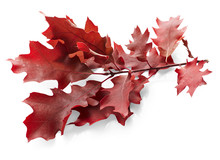 Red Autumn Oak Leaves