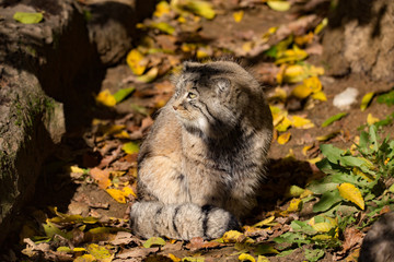 Wall Mural - beautiful wild cat, Pallas's cat, Otocolobus manul