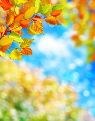 Autumn leaves against a blue sky with clouds