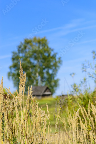 Fotografie, Obraz dry sedge grass on a background of the autumn landscape, selecti