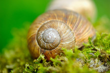 Snail On The Moss