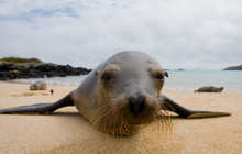 Portrait Of Sea Lion Lying On The Sand In The Galapagos. Islands. An Excellent Illustration. Close-up.