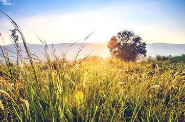 Wall Mural - sunshine in the mountains landscape