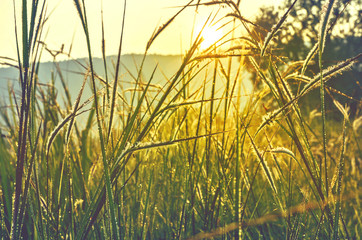 Wall Mural - Golden evening on the summer meadow, natural landscape