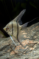 Wall Mural - Cichlid fish from genus Pterophyllum