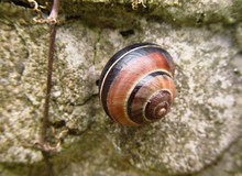Nice Snail With Colorful Shell On The Stone Wall