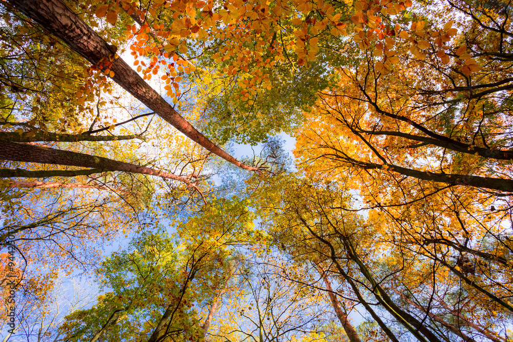 Korony drzew jesienią - obrazy, fototapety, plakaty 