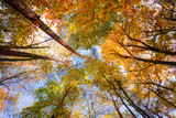 Fototapeta Na sufit - Korony drzew jesienią