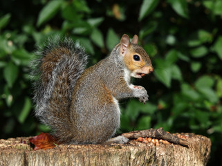 Wall Mural - Close up of a grey squirrel on a tree trunk eating nuts