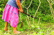 © Ammit - Unidentified woman effectively clearing cassava field in the lush Amazon rainforest of Ecuador,showcasing sustainable agricultural practices.