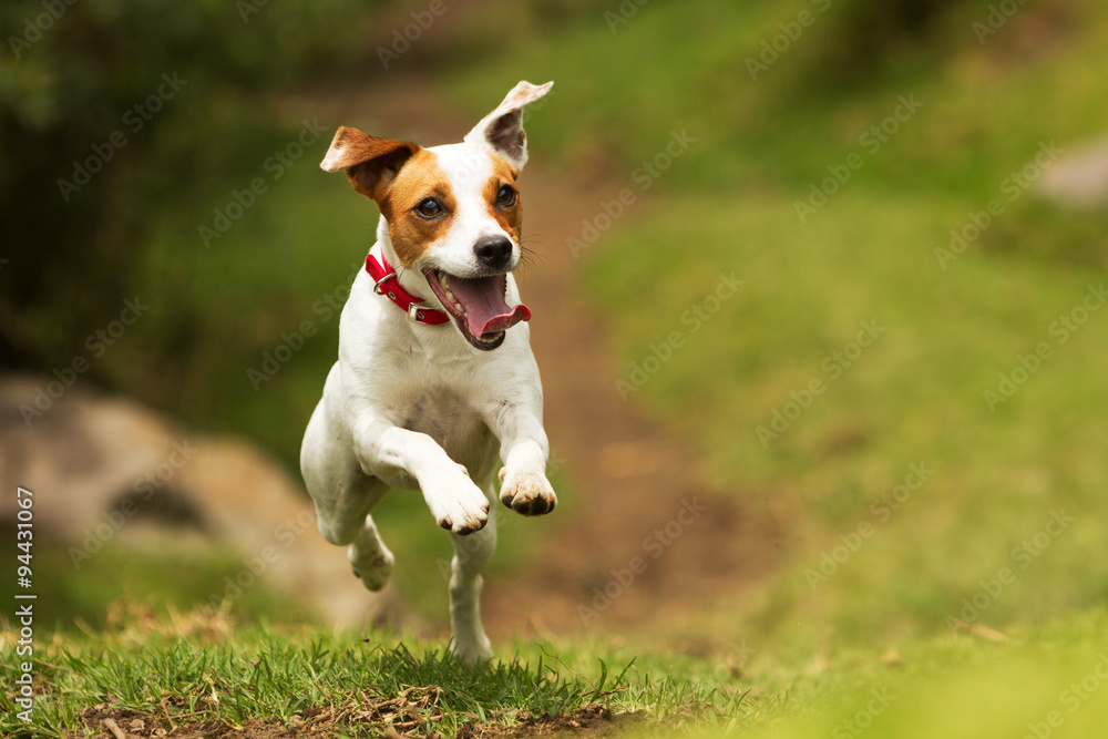 dog happy jump russel jack run fetch pet terrier puppy cheerful hound moving to the camera low angle high velocity shot dog happy jump russel jack run fetch pet terrier puppy satisfied running play c - obrazy, fototapety, plakaty 