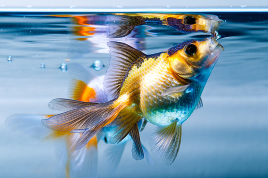 An adolescent goldfish swims gracefully in a colorful underwater aquarium, its shimmering scales reflecting the golden hues of its home.