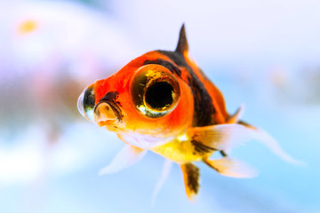 A colorful goldfish swims in a small home aquarium, watching the world through a telescope with its big cartoon-like eyes.