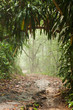 Misty rain forest on Borneo with pathway