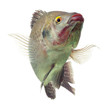 A lively black cichlid tilapia fish isolated in a studio, alive and dancing as it swims gracefully through the water.