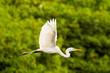A great egret with white wings flying gracefully over a lush green mangrove background.