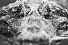 Crocodile Close Up Black And White