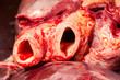 Close up view of cattle heart blood arteries captured within minutes of animal death,revealing intricate details for a comprehensive understanding.