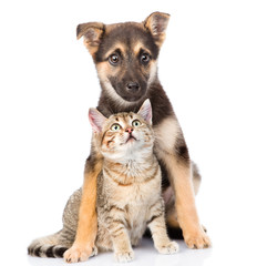 Poster - crossbreed and small tabby cat. isolated on white background