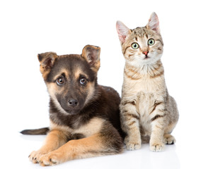Poster - dog and  kitten. looking at camera. isolated on white background