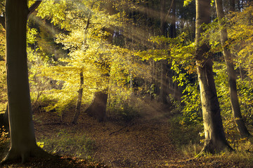 Wall Mural - path in the old forest with beech trees, sunbeams shining throug