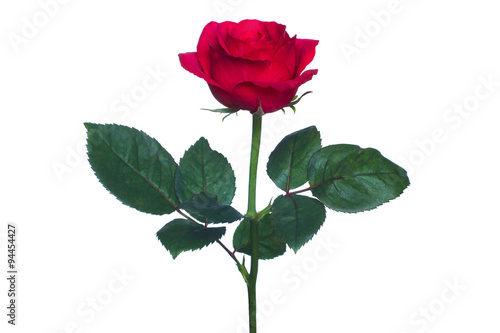 single red rose  isolated  background