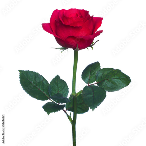 single red rose  isolated  background