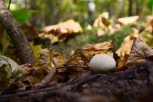 Mushroom Lycoperdon In The Forest