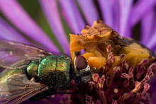 Yellow Ambush Bug Eats Shiny Green Fly On Purple Aster