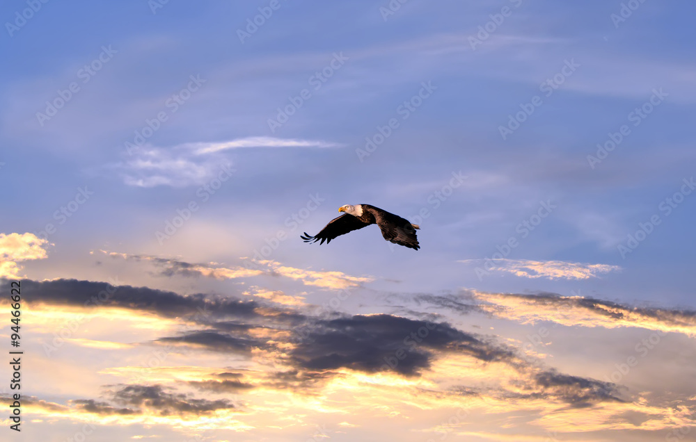 Bald Eagle flying over a sunset sky Stock Photo | Adobe Stock