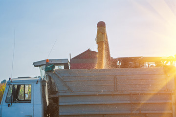 Wall Mural - loadding maize corns after harvesting