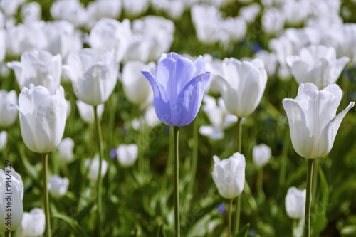 Naklejka na drzwi White tulips background