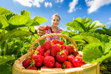 Fototapeta Tęcza - Girl picking strawberries