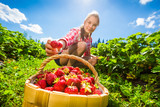 Fototapeta Tęcza - Girl picking strawberries