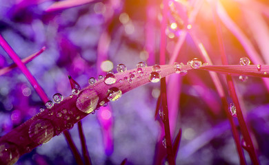 Wall Mural - water drops on plant