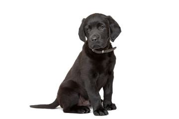 black Labrador puppy