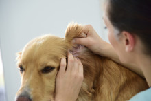 Veterinarian Checking Dog's Ears